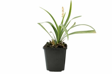 Liriope muscari Liriope muscari 'Monroe White' Pot Liriope muscari 'Monroe White'