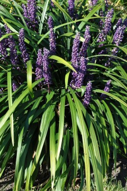 Liriope muscari Liriope muscari 'Royal Purple' Pot Liriope muscari 'Royal Purple'