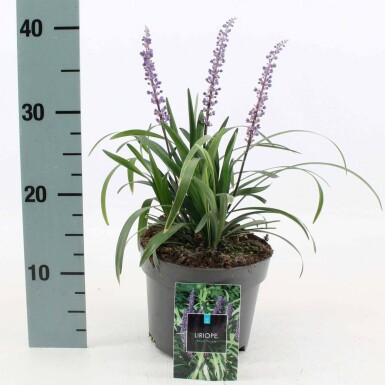 Liriope muscari Liriope muscari 'Royal Purple' Pot Liriope muscari 'Royal Purple'