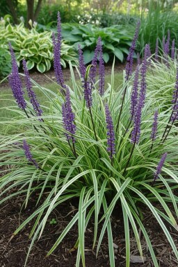 Liriope muscari Liriope muscari 'Silvery Sunproof' Pot Liriope muscari 'Silvery Sunproof'