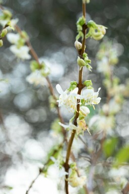 Chèvrefeuille très parfumé Lonicera fragrantissima Pot Lonicera fragrantissima arbuste