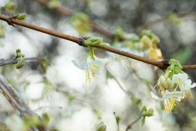 Chèvrefeuille très parfumé Lonicera fragrantissima Pot Lonicera fragrantissima arbuste