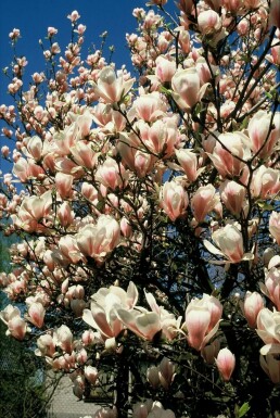 Magnolia de Soulange-bodin Magnolia soulangeana Pot Magnolia soulangeana arbuste
