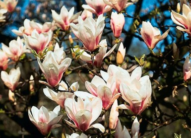 Magnolia de Soulange-bodin Magnolia soulangeana Pot Magnolia soulangeana arbuste