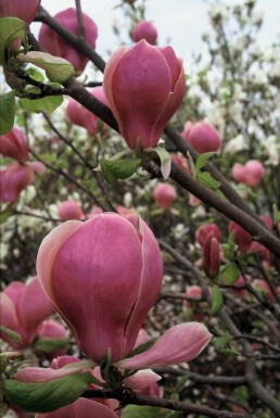 Magnolia de Soulange-bodin Magnolia soulangeana 'Lennei' Pot Magnolia soulangeana 'Lennei' arbuste