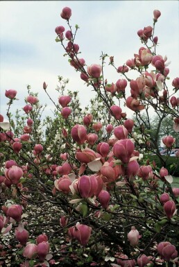 Magnolia de Soulange-bodin Magnolia soulangeana 'Lennei' Pot Magnolia soulangeana 'Lennei' arbuste