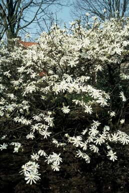 Magnolia étoilé Magnolia stellata Pot Magnolia stellata arbuste