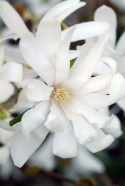 Magnolia étoilé Magnolia stellata Pot Magnolia stellata arbuste