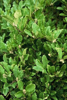 Magnolia étoilé Magnolia stellata arbuste 40-50 C3 Magnolia stellata arbuste 40-50 cm