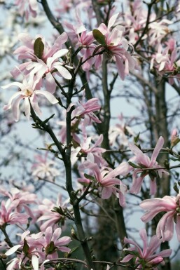 Magnolia étoilé Magnolia stellata 'Rosea' Pot Magnolia stellata 'Rosea' arbuste