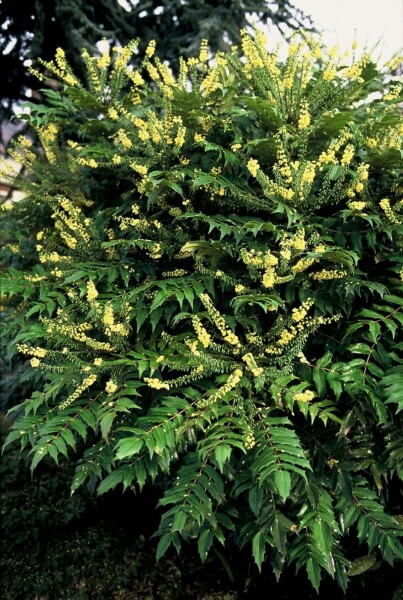 épine-vinette des jardins Mahonia media 'Winter Sun' arbuste 30-40 C3,5 Mahonia media 'Winter Sun' arbuste 30-40 cm