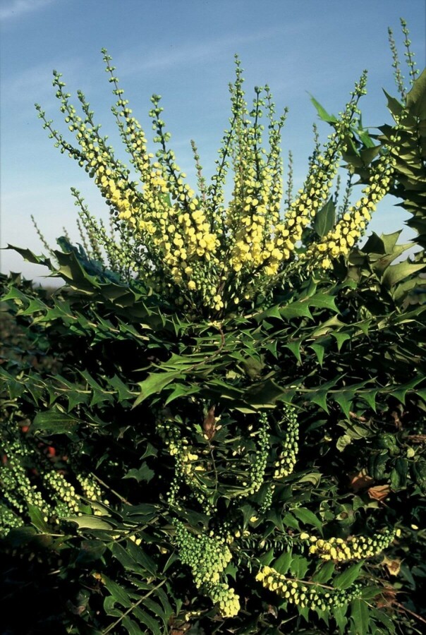 épine-vinette des jardins Mahonia media 'Winter Sun' arbuste 30-40 C3,5 Mahonia media 'Winter Sun' arbuste 30-40 cm