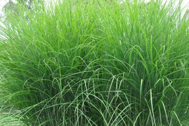 Miscanthus de Chine Miscanthus sinensis 'Gracillimus' Pot Miscanthus sinensis 'Gracillimus'