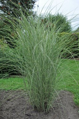 Miscanthus de Chine Miscanthus sinensis 'Morning Light' Pot Miscanthus sinensis 'Morning Light'