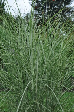 Miscanthus de Chine Miscanthus sinensis 'Morning Light' Pot Miscanthus sinensis 'Morning Light'