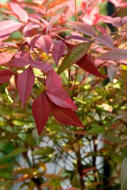 Nandine domestique Nandina domestica Pot Nandina domestica