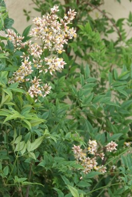 Nandina domestica C5 40-50