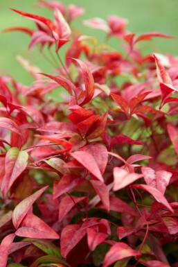 Nandine domestique Nandina domestica 'Firepower' Pot Nandina domestica 'Firepower' arbuste