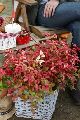Nandina domestica 'Firepower' C2 30-35