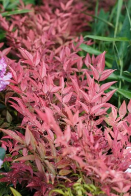 Nandine domestique Nandina domestica 'Obsessed' Pot Nandina domestica 'Obsessed' arbuste