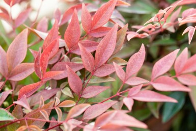 Nandine domestique Nandina domestica 'Obsessed' Pot Nandina domestica 'Obsessed' arbuste