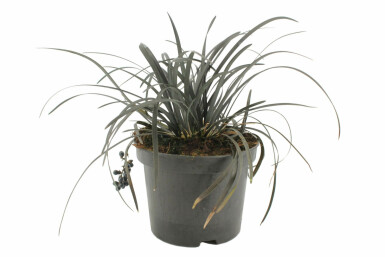 Ophiopogon noir Ophiopogon planiscapus 'Niger' Pot Ophiopogon planiscapus 'Niger'