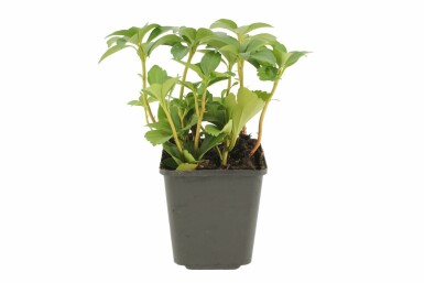 Pachysandra terminal Pachysandra terminalis Pot Pachysandra terminalis