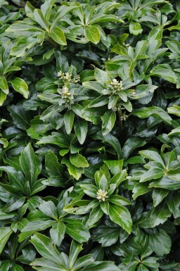Pachysandra terminal Pachysandra terminalis 'Green Sheen' Pot Pachysandra terminalis 'Green Sheen'