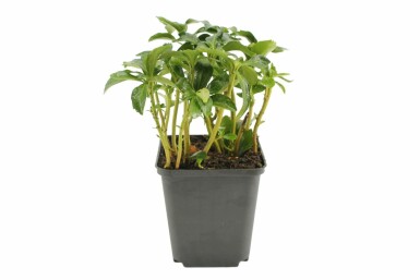 Pachysandra terminal Pachysandra terminalis 'Green Sheen' Pot Pachysandra terminalis 'Green Sheen'