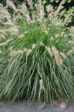 Cenchrus faux vulpin Pennisetum alopecuroides 'Hameln' Pot Pennisetum alopecuroides 'Hameln'