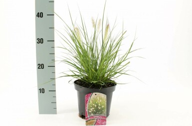 Cenchrus faux vulpin Pennisetum alopecuroides 'Hameln' Pot Pennisetum alopecuroides 'Hameln'