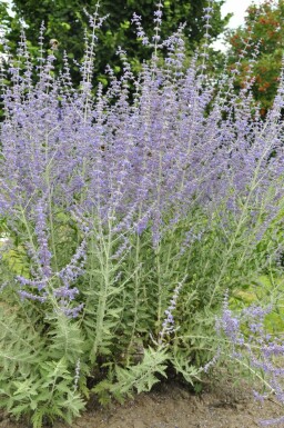 Pérovskia à feuilles d'arroche Perovskia atriplicifolia 'Blue Spire' Pot Perovskia atriplicifolia 'Blue Spire'