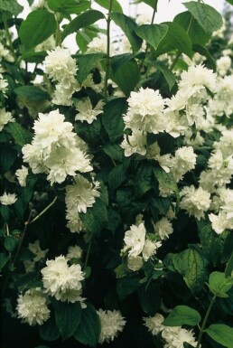 Seringat Philadelphus 'Virginal' Pot Philadelphus 'Virginal' arbuste