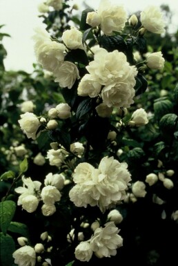 Seringat Philadelphus 'Virginal' Pot Philadelphus 'Virginal' arbuste
