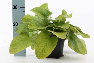 Phlomide de Russel Phlomis russeliana Pot Phlomis russeliana