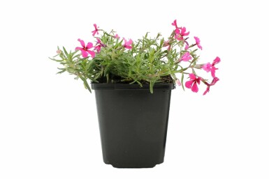 Phlox subulé Phlox subulata 'Atropurpurea' Pot Phlox subulata 'Atropurpurea'