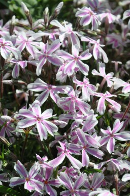 Phlox subulé Phlox subulata 'Candy Stripes' Pot Phlox subulata 'Candy Stripes'