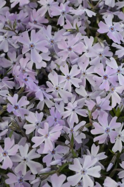 Phlox subulé Phlox subulata 'Emerald Cushion Blue' Pot Phlox subulata 'Emerald Cushion Blue'