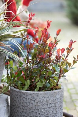 Photinia de Fraser Photinia fraseri 'Little Red Robin' Pot Photinia fraseri 'Little Red Robin' arbuste