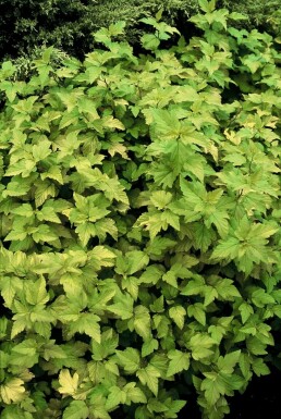 Physocarpe à feuilles d'obier Physocarpus opulifolius 'Dart's Gold' Pot Physocarpus opulifolius 'Dart's Gold' arbuste