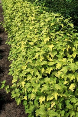 Physocarpe à feuilles d'obier Physocarpus opulifolius 'Dart's Gold' Pot Physocarpus opulifolius 'Dart's Gold' arbuste
