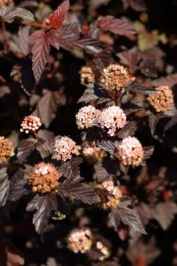 Physocarpus opulifolius 'Lady in Red'