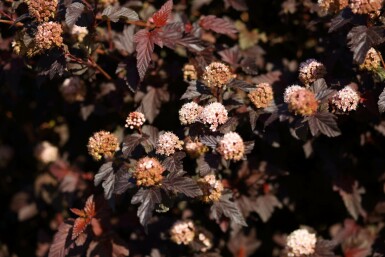 Physocarpus opulifolius 'Lady in Red'