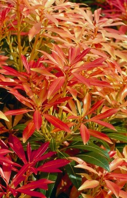 Piéris Pieris 'Forest Flame' Pot Pieris 'Forest Flame' arbuste