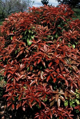 Piéris du Japon Pieris japonica 'Mountain Fire' Pot Pieris japonica 'Mountain Fire' arbuste