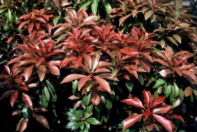 Piéris du Japon Pieris japonica 'Mountain Fire' Pot Pieris japonica 'Mountain Fire' arbuste