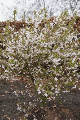 Cerisier japonais Prunus incisa 'Kojou No Mai' Pot Prunus incisa 'Kojou No Mai'
