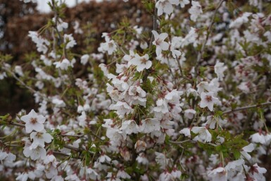 Cerisier japonais Prunus incisa 'Kojou No Mai' Pot Prunus incisa 'Kojou No Mai'