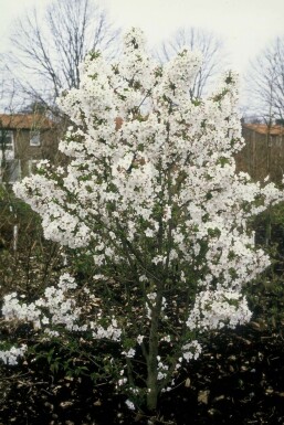 Prunier Prunus nipponica 'Brillant' Pot Prunus nipponica 'Brillant' arbuste