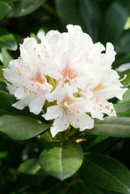 Rhododendron Rhododendron 'Cunningham's White' Pot Rhododendron 'Cunningham's White' arbuste
